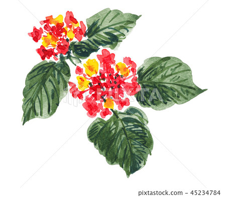 花朵 花 花卉 45234784