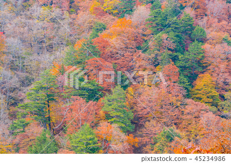 Autumn leaves image Autumn leaves image 45234986