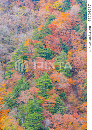 Autumn leaves image Autumn leaves image 45234987