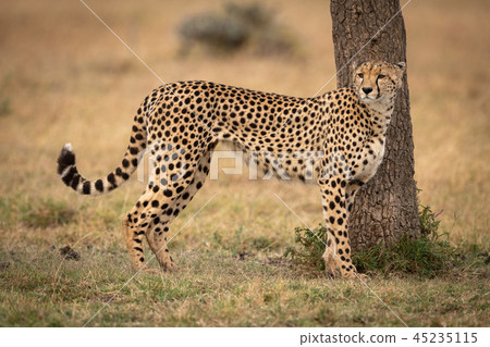 Cheetah stands by tree on grassy plain 45235115