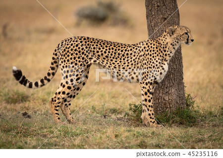 Cheetah stands by tree trunk in profile 45235116