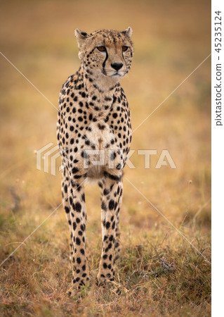 Cheetah stands in grassy plain looking ahead Cheetah stands in grassy plain looking ahead 45235124