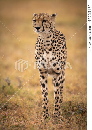 Cheetah stands in grassy plain looking forwards Cheetah stands in grassy plain looking forwards 45235125