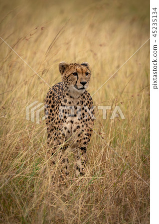 Cheetah stands in long grass on savannah 45235134