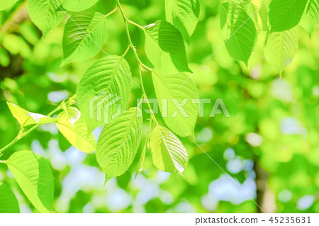 Fresh green Fresh green 45235631