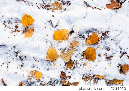fallen yellow leaves on the first snow fallen yellow leaves on the first snow 45235950
