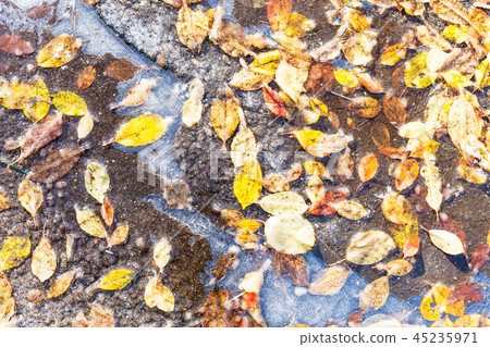 various fallen leaves frozen in puddle on road various fallen leaves frozen in puddle on road 45235971