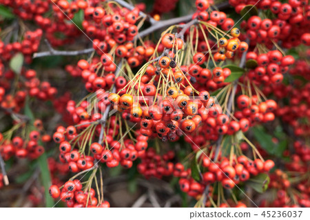 火棘果實 45236037