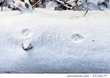 cat footsteps on the first snow covered tree trunk 45236177