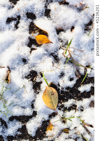 yellow leaves and snow on field in autumn yellow leaves and snow on field in autumn 45236201