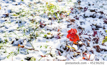 view of snowy lawn with grass and red leaves view of snowy lawn with grass and red leaves 45236202