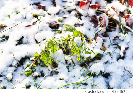 green twig on lawn covered with the first snow green twig on lawn covered with the first snow 45236203