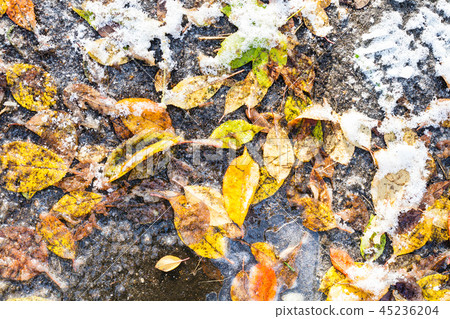 various colorful fallen leaves frozen in puddle various colorful fallen leaves frozen in puddle 45236204