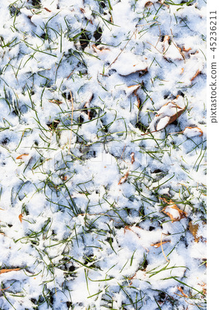 top view of lawn covered with the first snow top view of lawn covered with the first snow 45236211