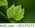 A green vine grape leaf close-up 45237273