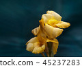 Beautiful yellow iris close-up 45237283