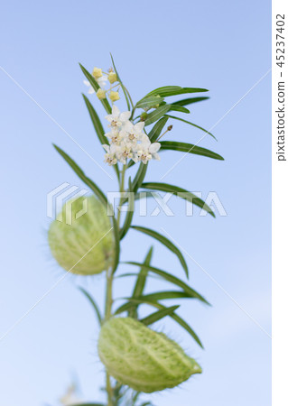 Huu St. Ouata Balloons Tang Cotton Huu St. Ouata Balloons Tang Cotton 45237402