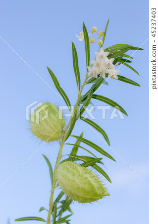 Huu St. Ouata Balloons Tang Cotton 45237403