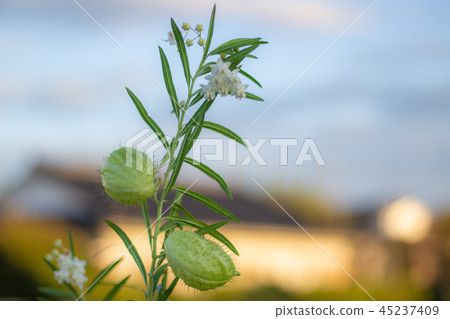 Huu St. Ouata Balloons Tang Cotton 45237409