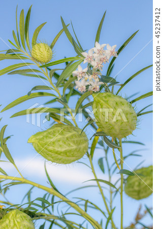 Huu St. Ouata Balloons Tang Cotton Huu St. Ouata Balloons Tang Cotton 45237412