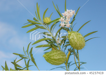 Huu St. Ouata Balloons Tang Cotton Huu St. Ouata Balloons Tang Cotton 45237419