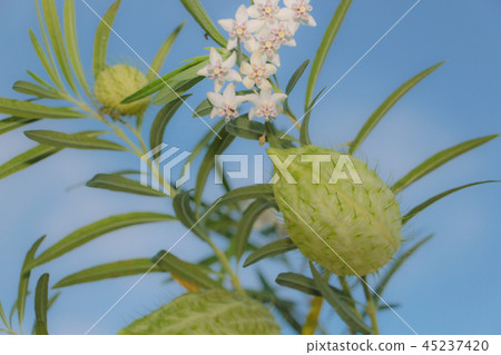 Huu St. Ouata Balloons Tang Cotton Huu St. Ouata Balloons Tang Cotton 45237420