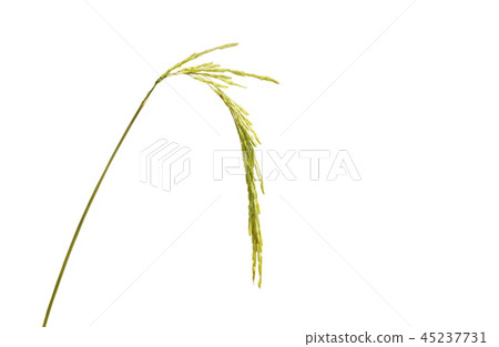 rice paddy on branch isolated in white background 45237731