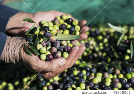 harvesting olives in Spain 45238001