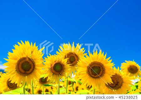 向日葵，夏天圖像 45238025