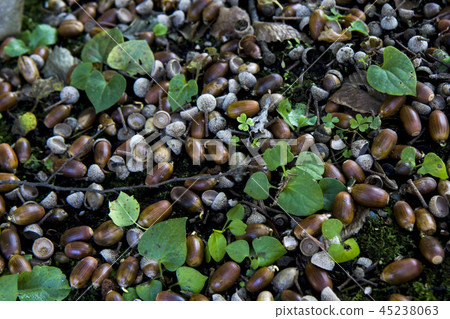 Autumn acorn carpet Autumn acorn carpet 45238063