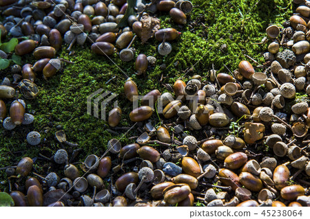 Autumn acorn carpet Autumn acorn carpet 45238064