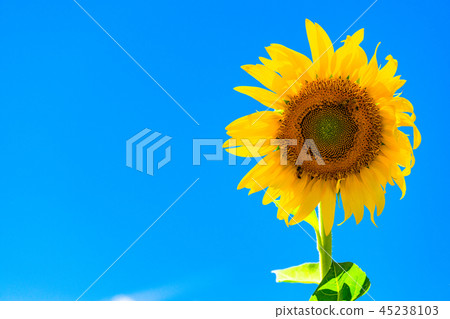 Sunflower, summer image 45238103