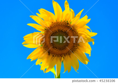 向日葵,夏天圖像 向日葵,夏天圖像 45238106