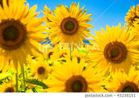 Sunflower, summer image Sunflower, summer image 45238151