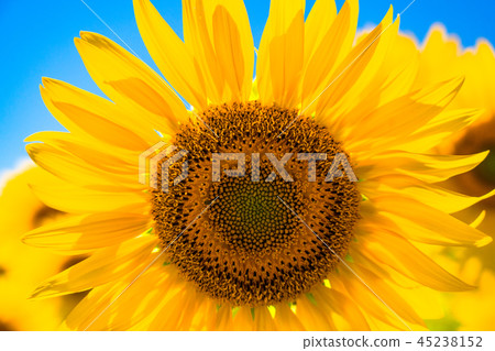 Sunflower, summer image Sunflower, summer image 45238152