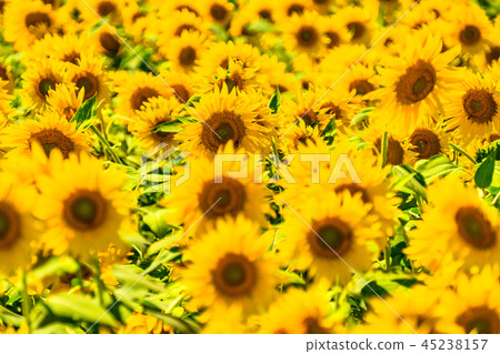 Sunflower, summer image 45238157