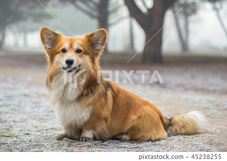 corgi fluffy portrait corgi fluffy portrait 45238255