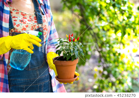 flower transplant  in the garden 45238270