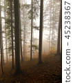 The mist in the colorful autumn forest 45238367