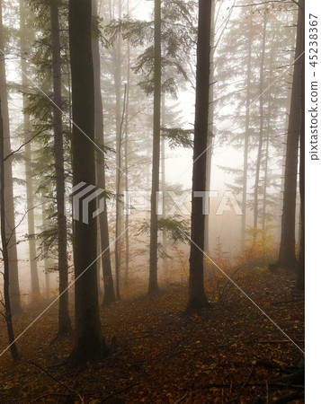 The mist in the colorful autumn forest The mist in the colorful autumn forest 45238367
