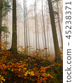 The mist in the colorful autumn forest 45238371
