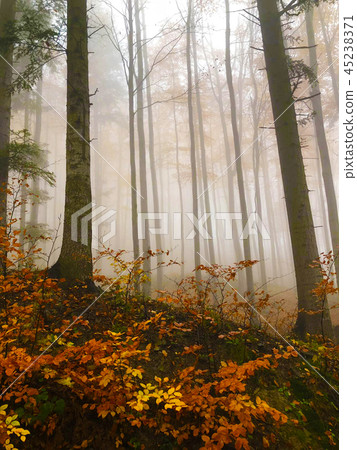 The mist in the colorful autumn forest The mist in the colorful autumn forest 45238371