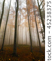 The mist in the colorful autumn forest 45238375