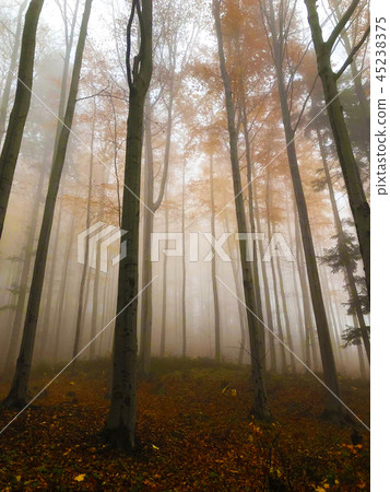 The mist in the colorful autumn forest The mist in the colorful autumn forest 45238375