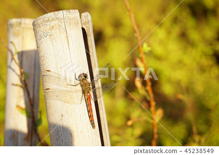 紅蜻蜓在享受日落的同時休息 45238549