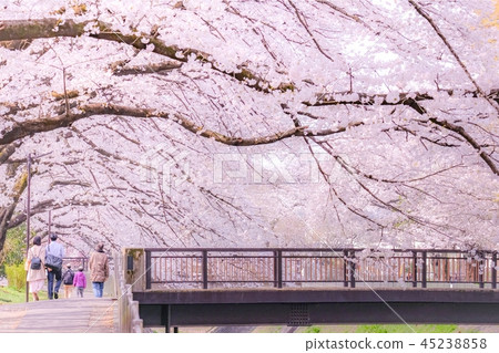 Zenfukuji河綠地的櫻花 45238858