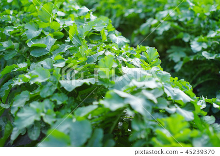Vegetable field Vegetable field 45239370