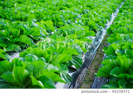 Vegetable field Vegetable field 45239371