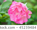 玫瑰草莓冰 45239484