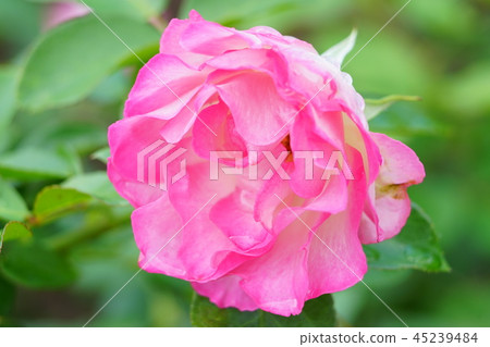 玫瑰草莓冰 玫瑰草莓冰 45239484